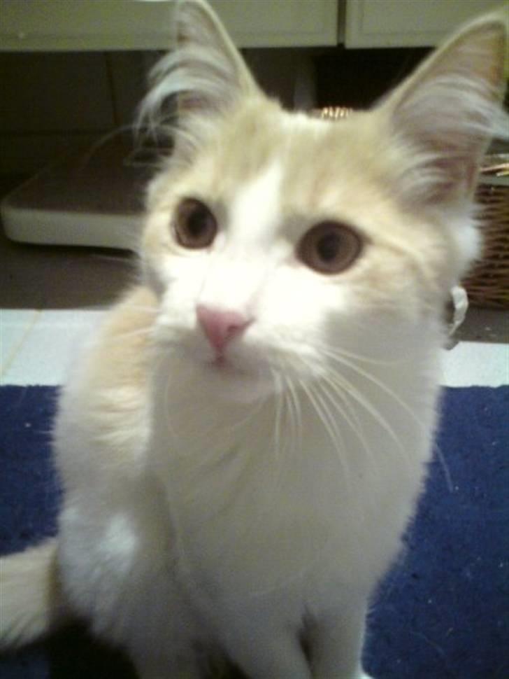 Blanding af racer Mailo billede 1