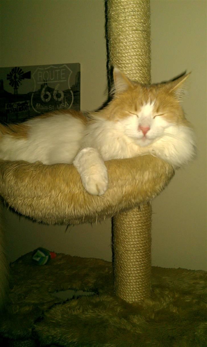 Blanding af racer Mailo - Hans ynglings plads i hele huset. :) billede 2