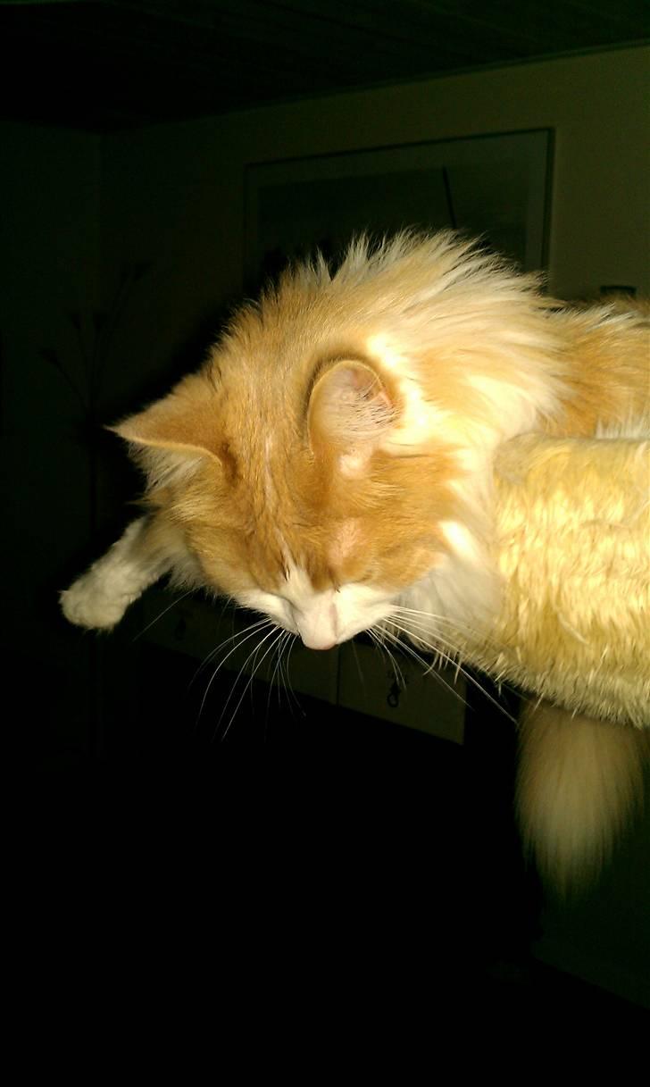 Blanding af racer Mailo billede 3