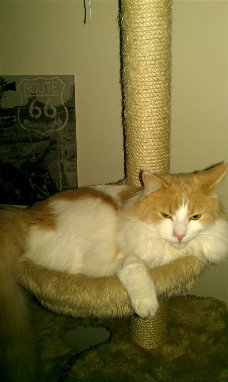 Blanding af racer Mailo billede 4