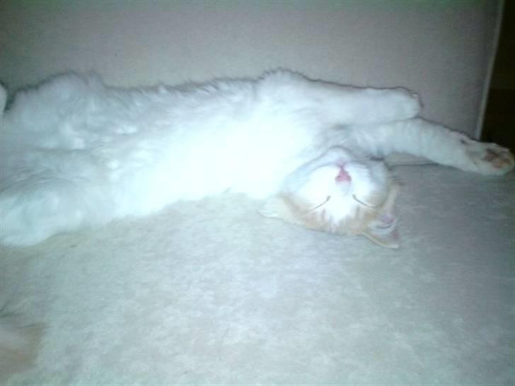 Blanding af racer Mailo - Nyder at have hele sengen for sig selv. billede 5