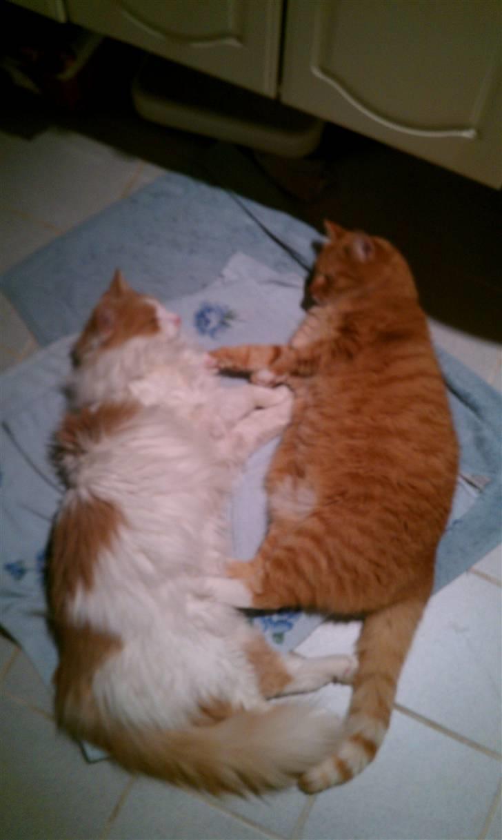 Blanding af racer Mailo - Balou og Mailo (Mor og søn) kan godt hygge når ingen ser det. billede 6