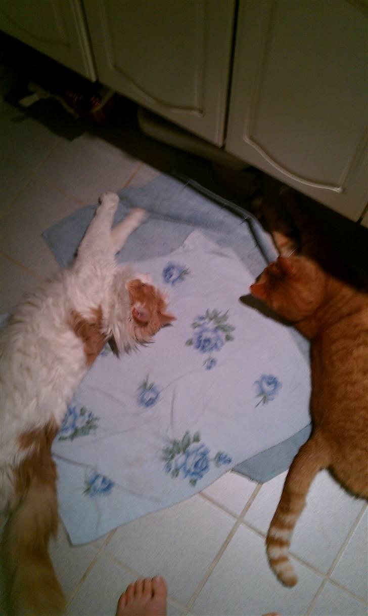 Blanding af racer Mailo - Men så snart der kommer nogen og kigger så kan vi ikke enes.. :) billede 7