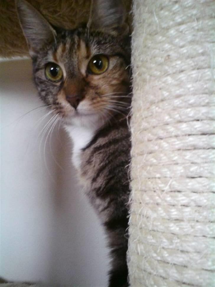 Blanding af racer My - Jeg er helt min egen, og vil helst have overblikket. billede 5