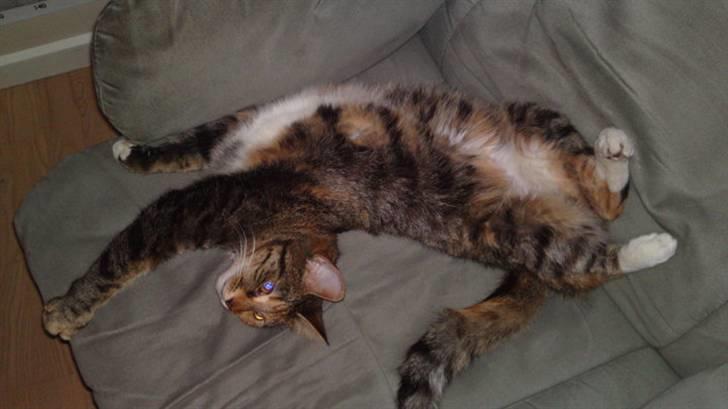 Blanding af racer My - Elsker at have HELE stolen for mig selv.. billede 6