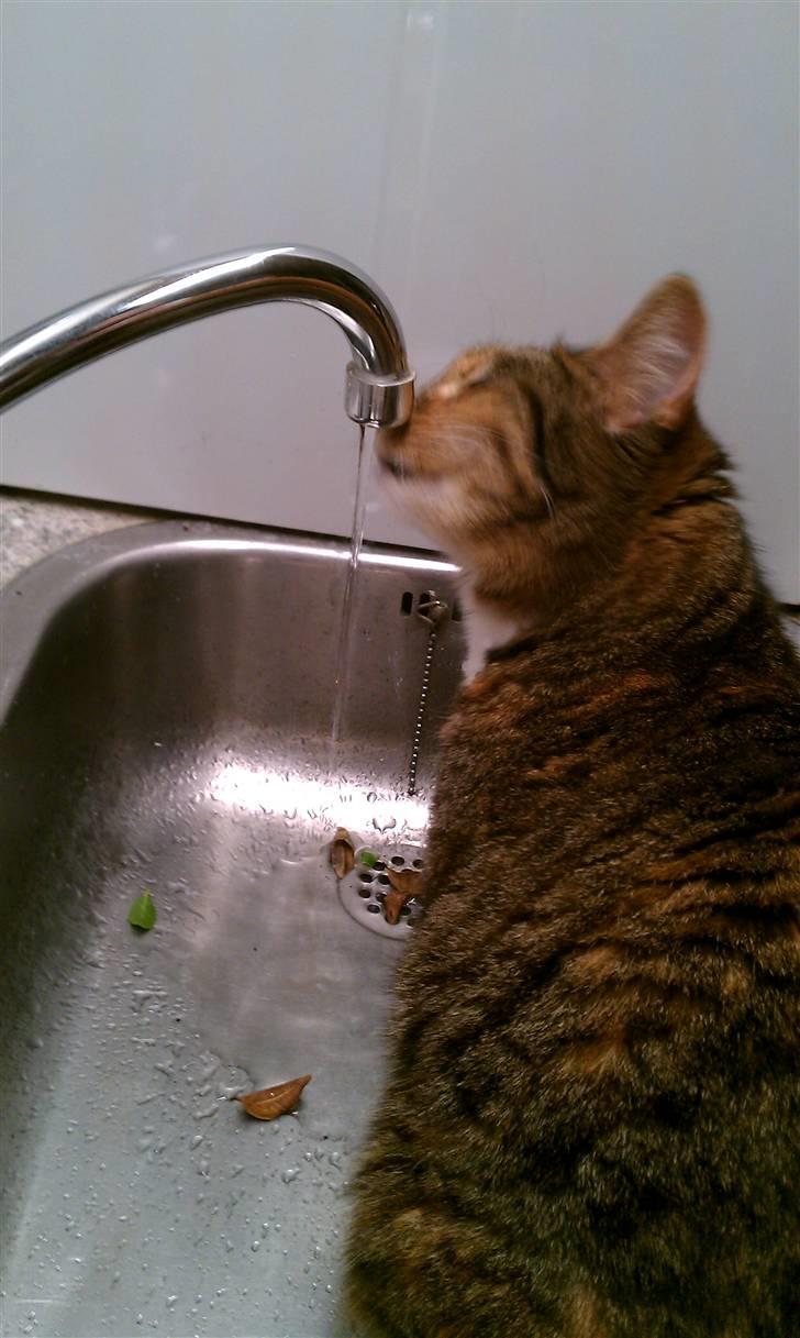 Blanding af racer My - Det bedste jeg ved, er at drikke af den løbende vandhane.  billede 7