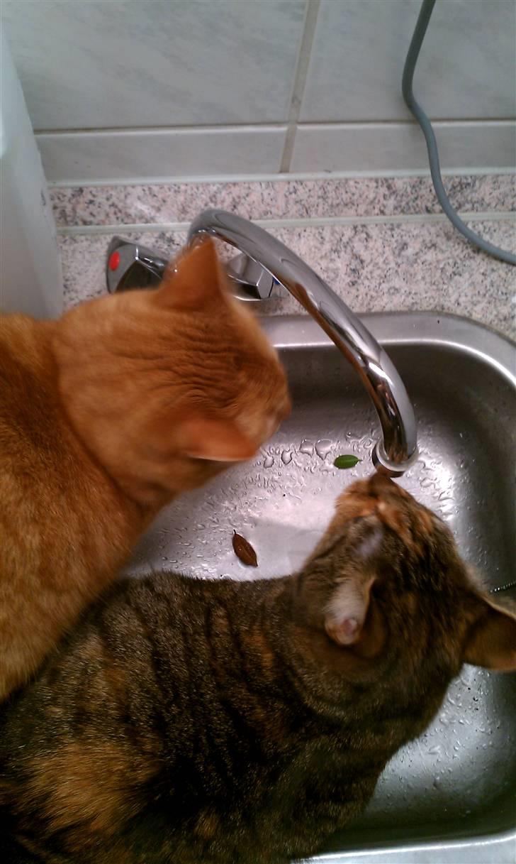 Blanding af racer My - Også sammen med min mor. billede 8