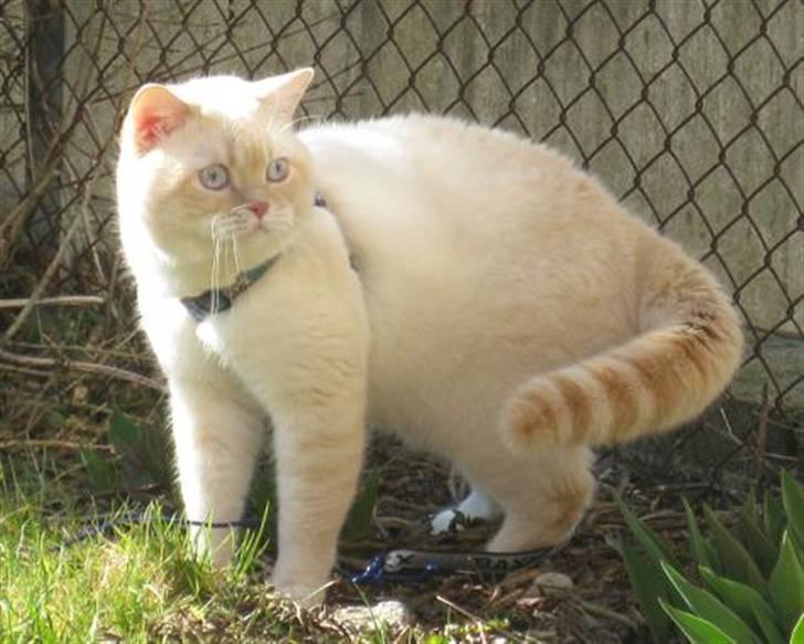 British Shorthair Braveheart billede 15