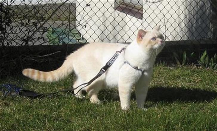 British Shorthair Braveheart billede 16