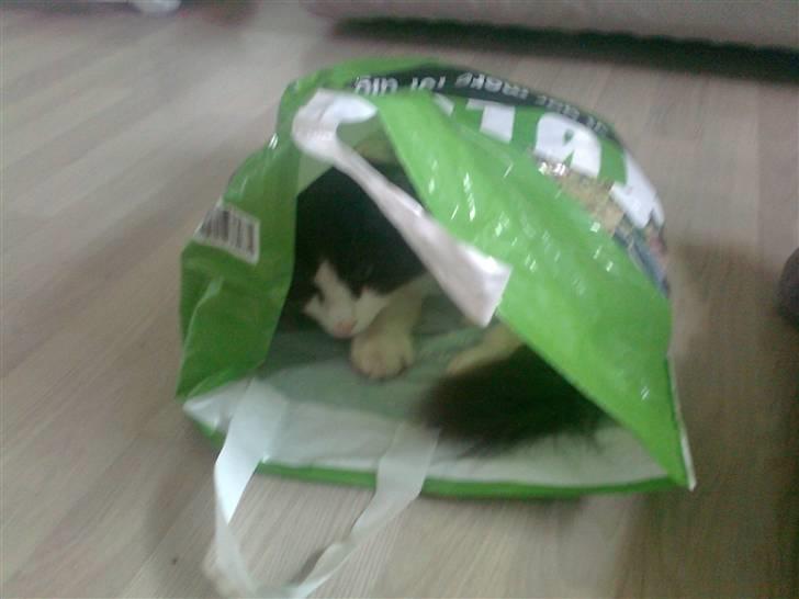 Norsk Skovkat Daisy  ( R.I.P ) (Død) billede 2