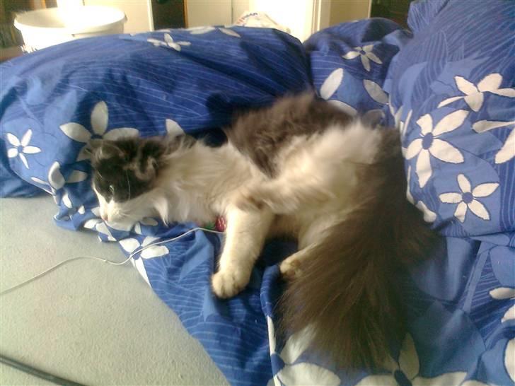 Norsk Skovkat Daisy  ( R.I.P ) (Død) billede 3