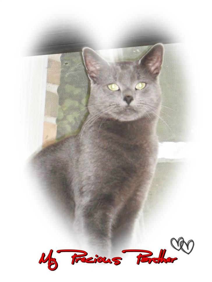 Huskat Amigo (Panter) billede 1