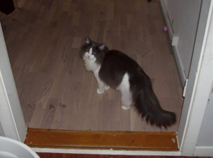 Norsk Skovkat Daisy  ( R.I.P ) (Død) billede 4