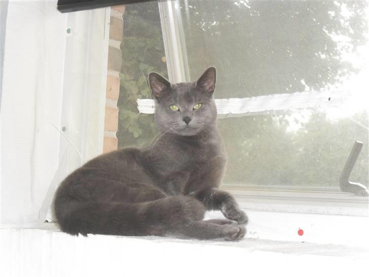 Huskat Amigo (Panter) billede 2