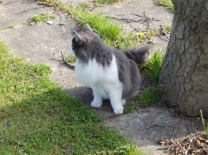 Norsk Skovkat Daisy  ( R.I.P ) (Død) billede 5