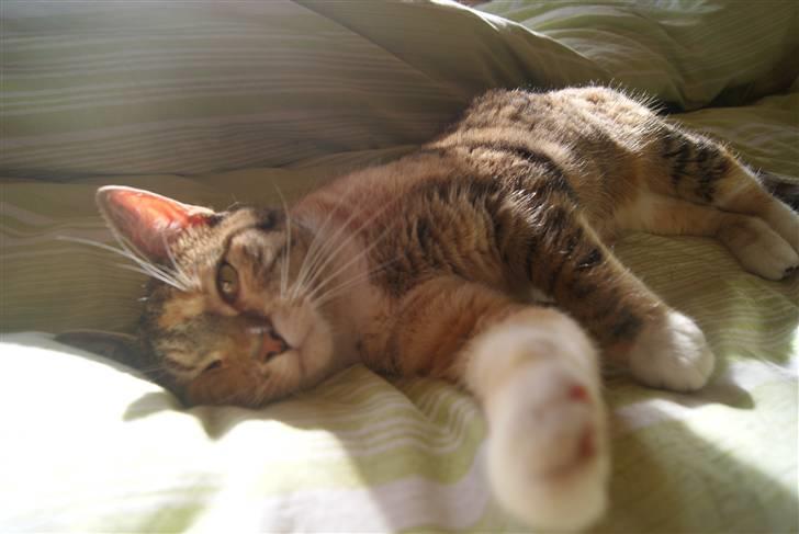 Huskat Kiara - En bette hyggetrold. HUn havde været væk i 6 dage, dette er taget den dag hun kom hjem:-) billede 7