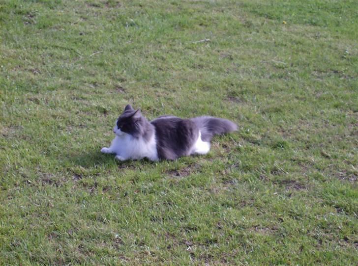 Norsk Skovkat Daisy  ( R.I.P ) (Død) billede 6
