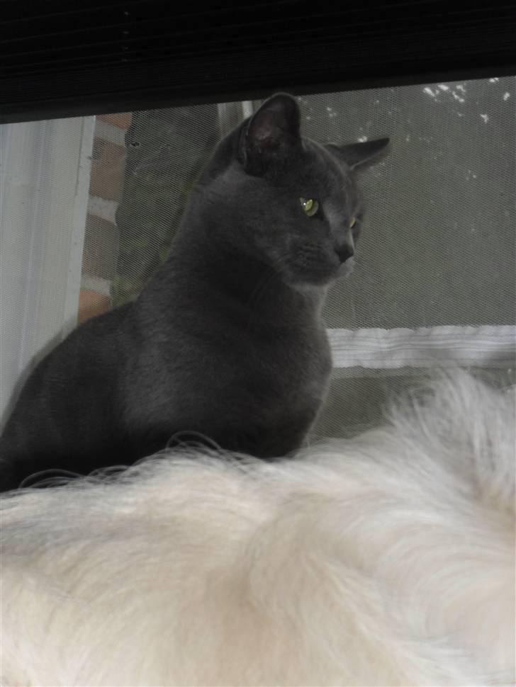 Huskat Amigo (Panter) billede 3