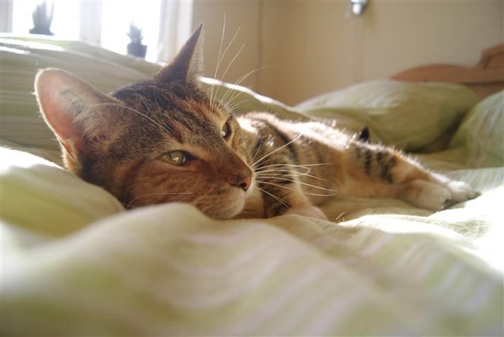 Huskat Kiara billede 8