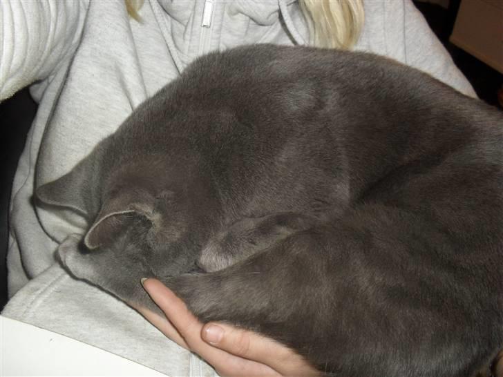 Huskat Amigo (Panter) billede 4