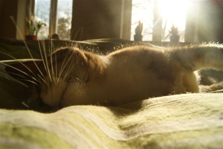 Huskat Kiara billede 9