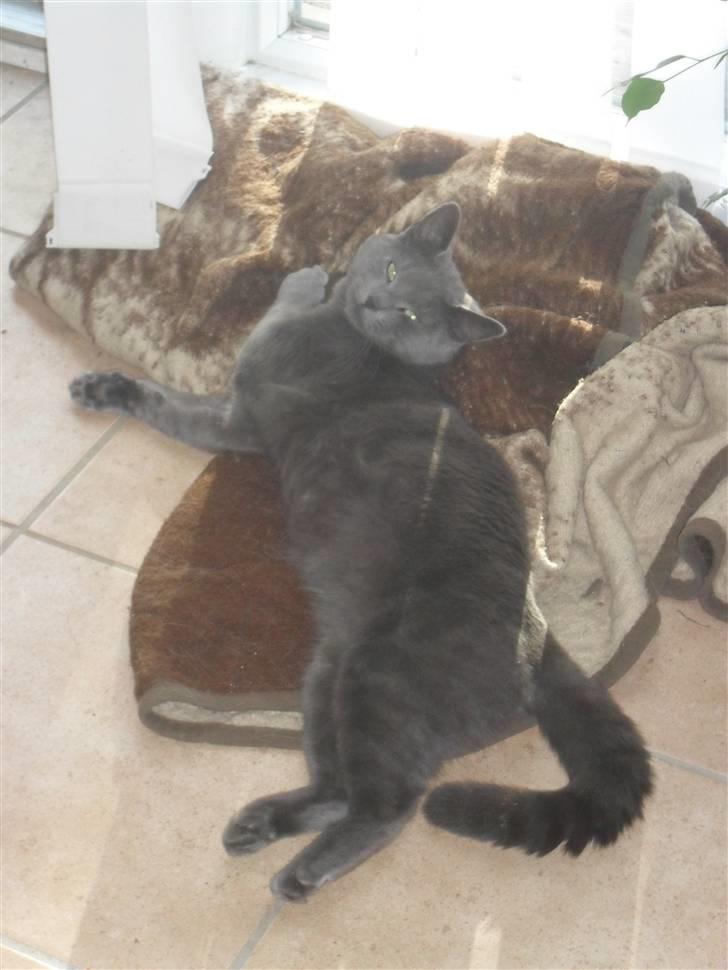 Huskat Amigo (Panter) billede 5