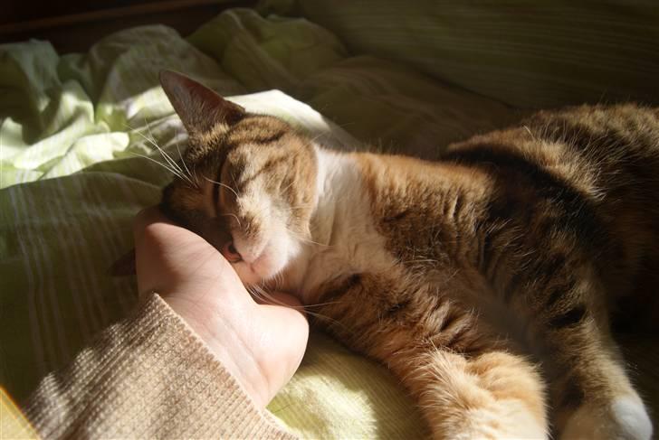 Huskat Kiara billede 10