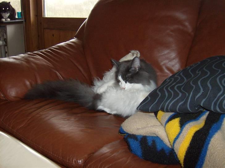 Norsk Skovkat Daisy  ( R.I.P ) (Død) billede 7