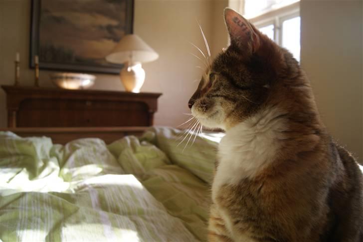 Huskat Kiara billede 11