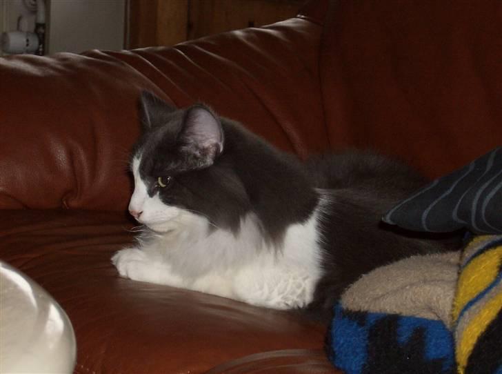 Norsk Skovkat Daisy  ( R.I.P ) (Død) billede 8