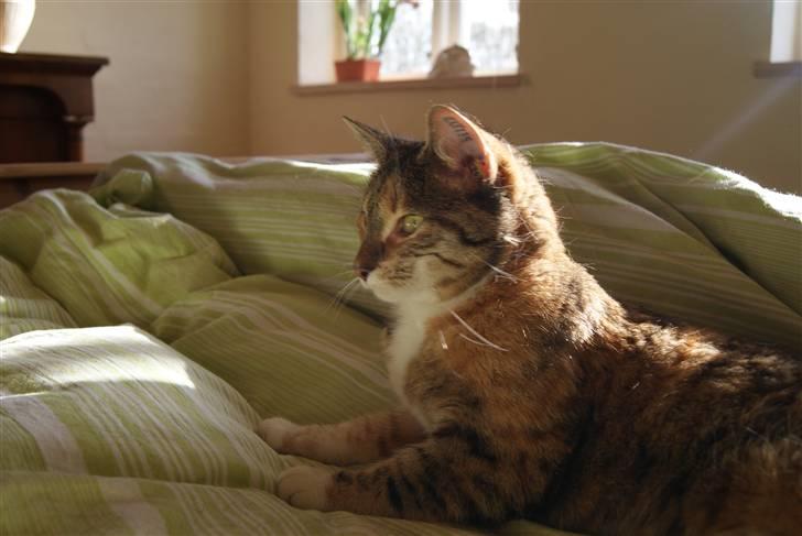 Huskat Kiara billede 12