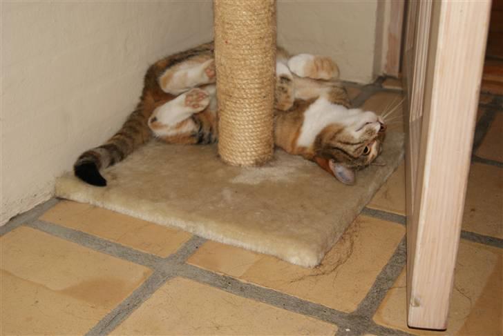 Huskat Kiara billede 13