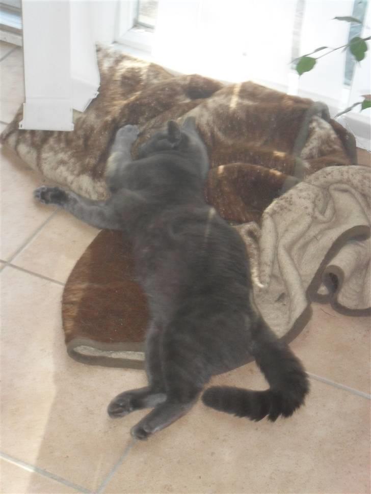 Huskat Amigo (Panter) billede 6