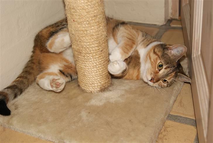 Huskat Kiara - Kiara som vi kender hende, tosset og fuld af spas :-) billede 14