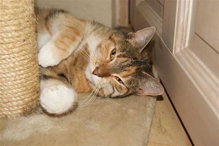 Huskat Kiara billede 15