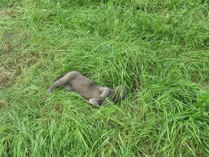 Huskat Amigo (Panter) billede 7