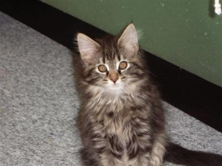 Maine Coon Mulle billede 20