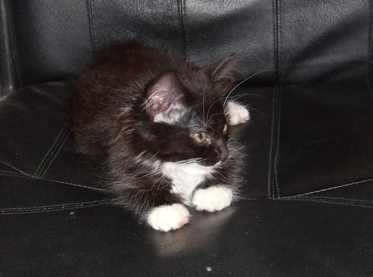 Blanding af racer mista ( aflivet) billede 5