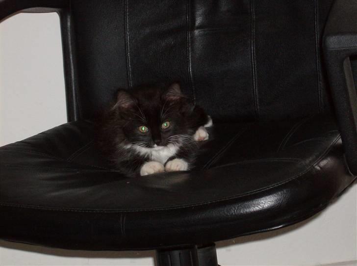 Blanding af racer mista ( aflivet) billede 6