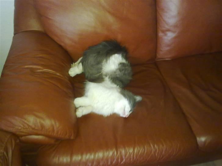 Norsk Skovkat Daisy  ( R.I.P ) (Død) billede 9