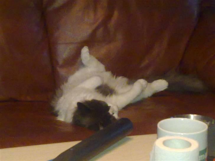 Norsk Skovkat Daisy  ( R.I.P ) (Død) billede 10