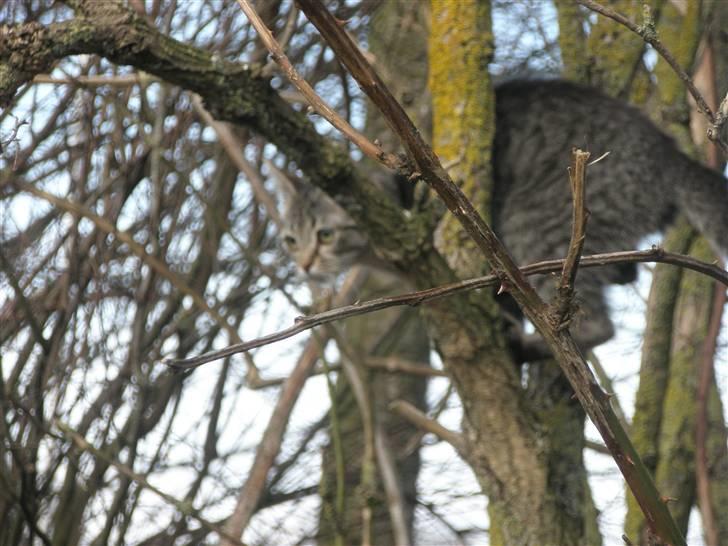 Huskat Mivsen:* billede 7