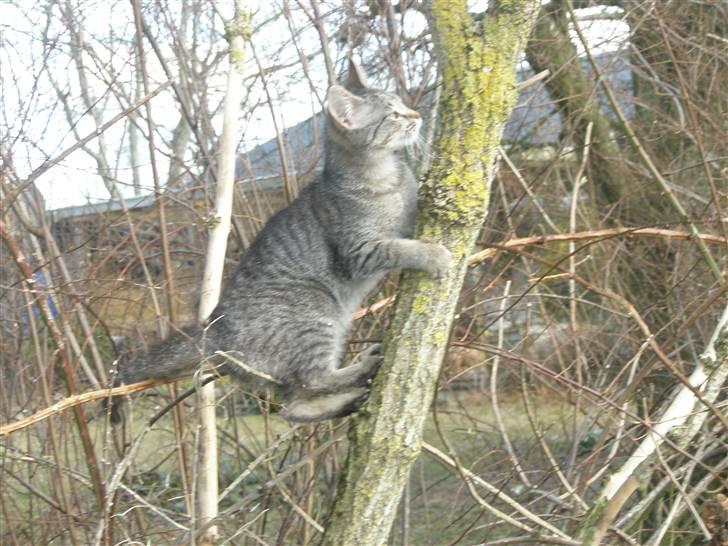 Huskat Mivsen:* billede 8