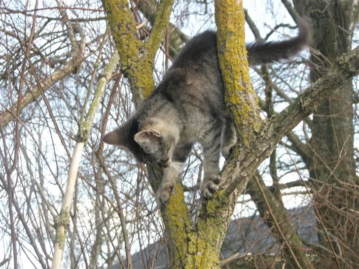 Huskat Mivsen:* billede 9