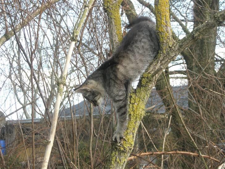 Huskat Mivsen:* billede 10