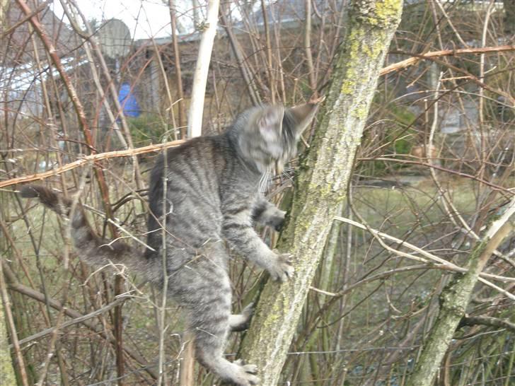 Huskat Mivsen:* billede 11