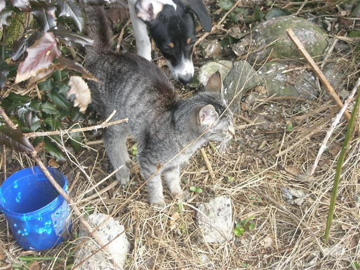 Huskat Mivsen:* billede 12