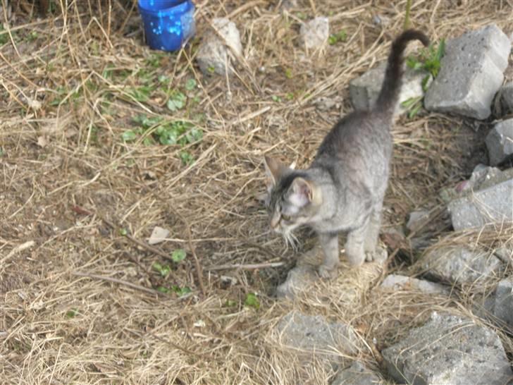 Huskat Mivsen:* billede 13