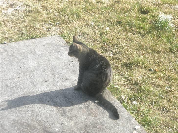 Huskat Floffy;* billede 15