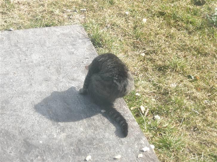 Huskat Floffy;* billede 16